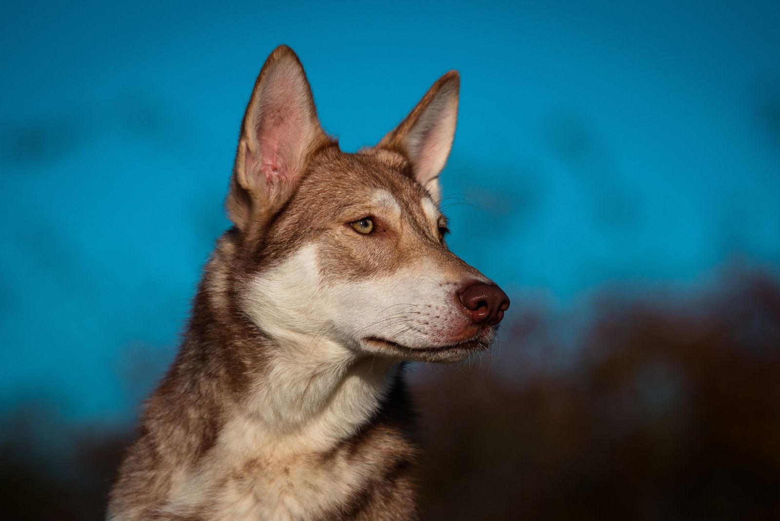 Saarloos Wolfdog