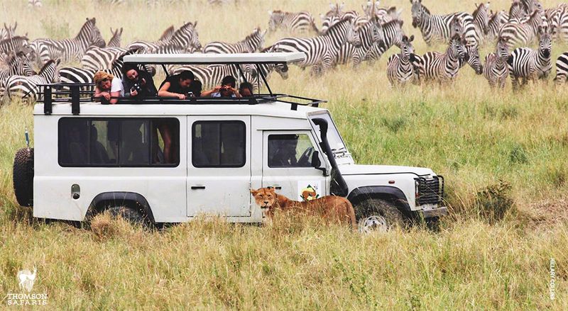 Safari in Serengeti National Park, Tanzania