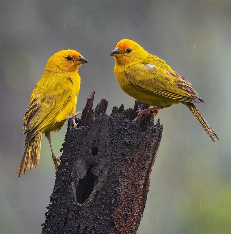 Saffron Finch