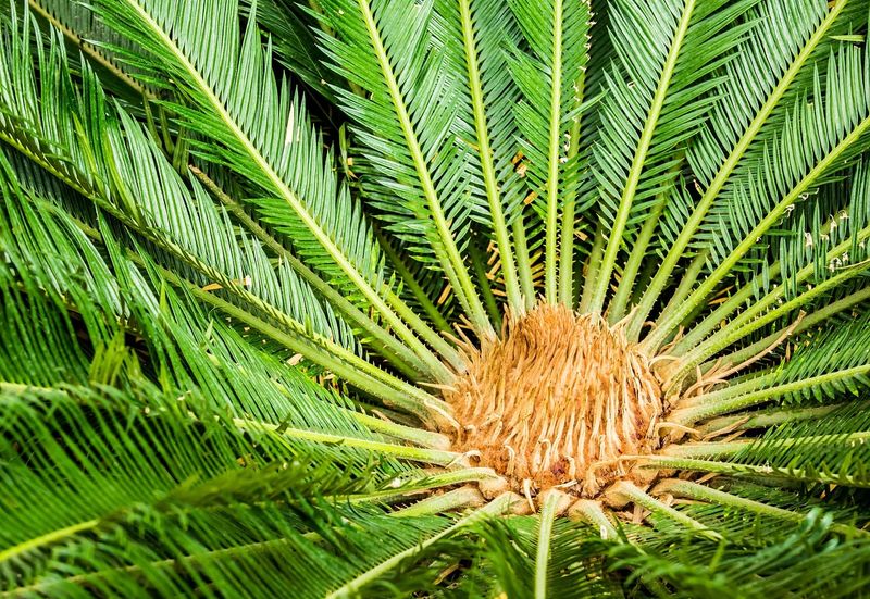 Sago Palm