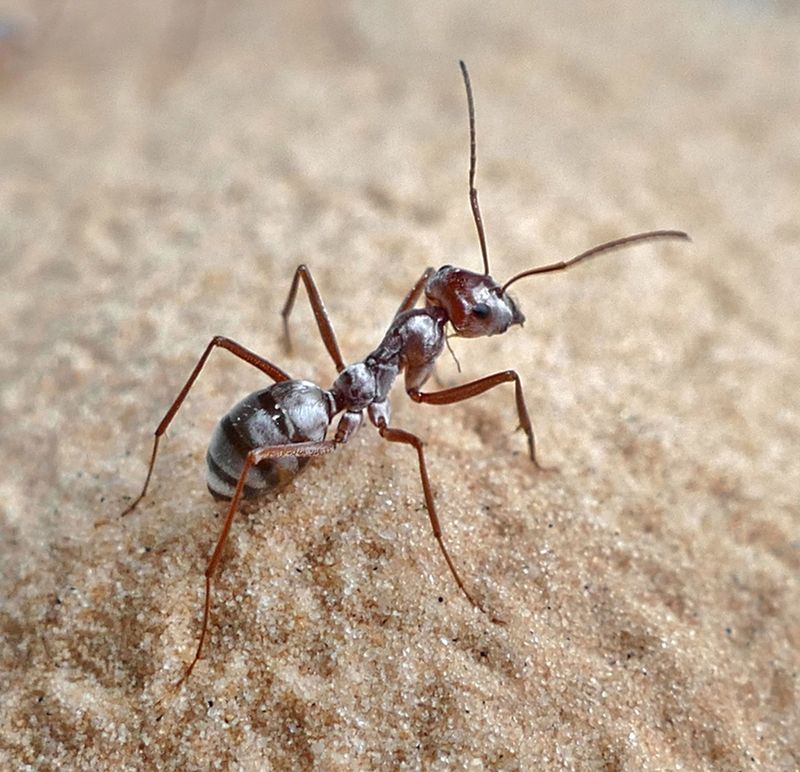 Sahara Silver Ant