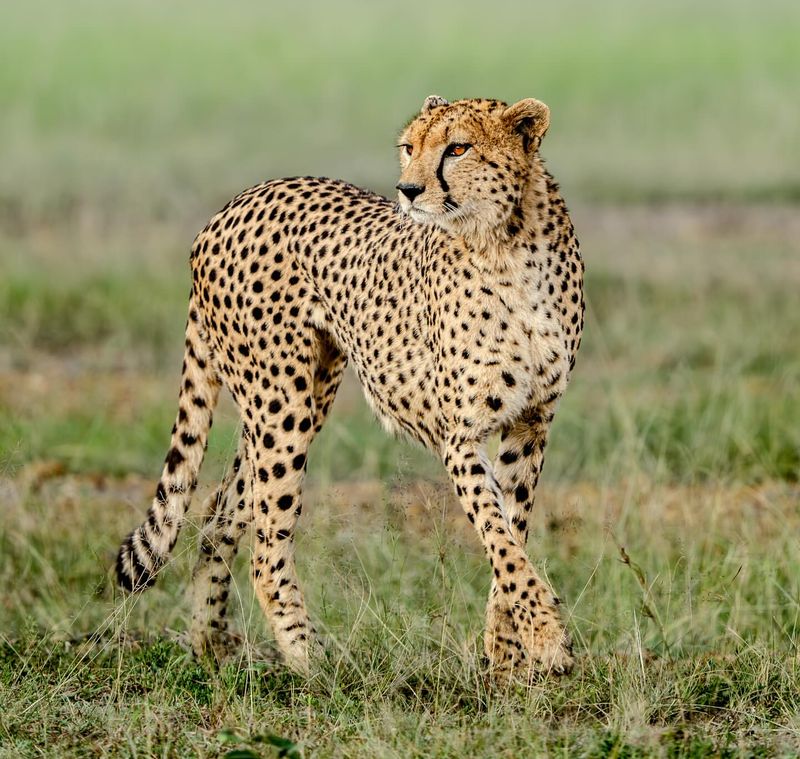 Saharan Cheetah