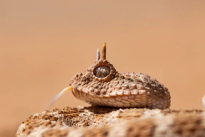 Saharan Horned Viper