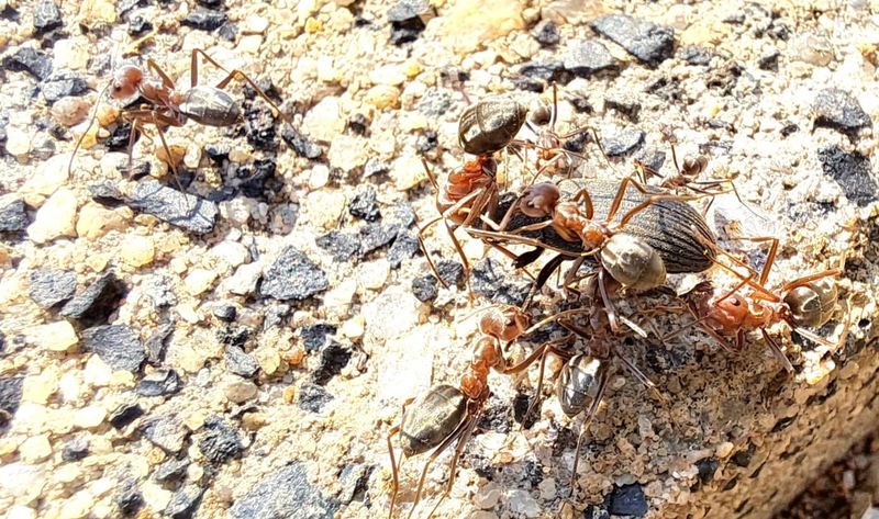 Saharan Silver Ant