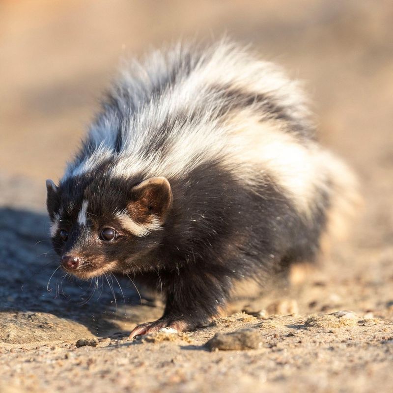 Saharan Striped Weasel