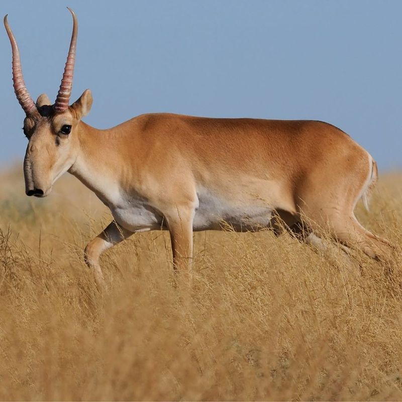 Saiga Antelope