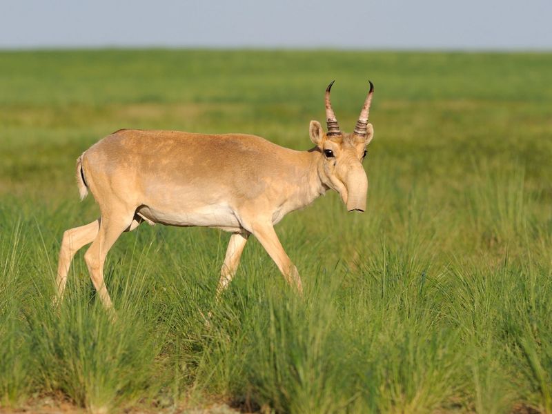 Saiga Antelope