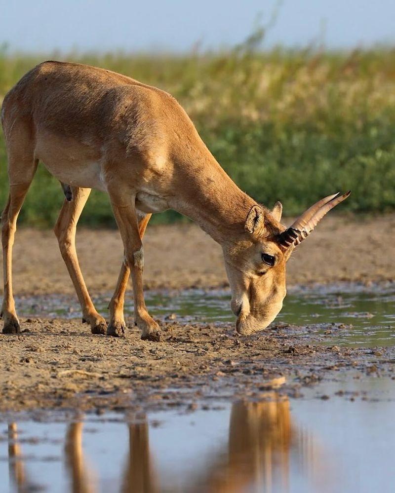 Saiga Antelope