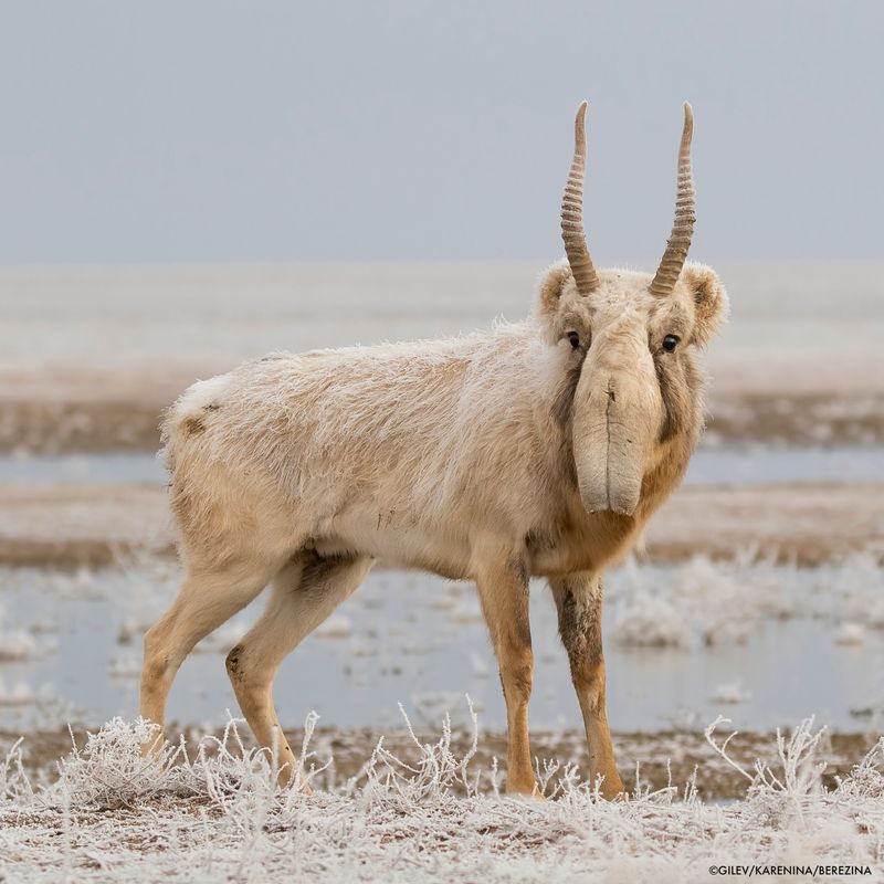 Saiga Antelope in Kazakhstan