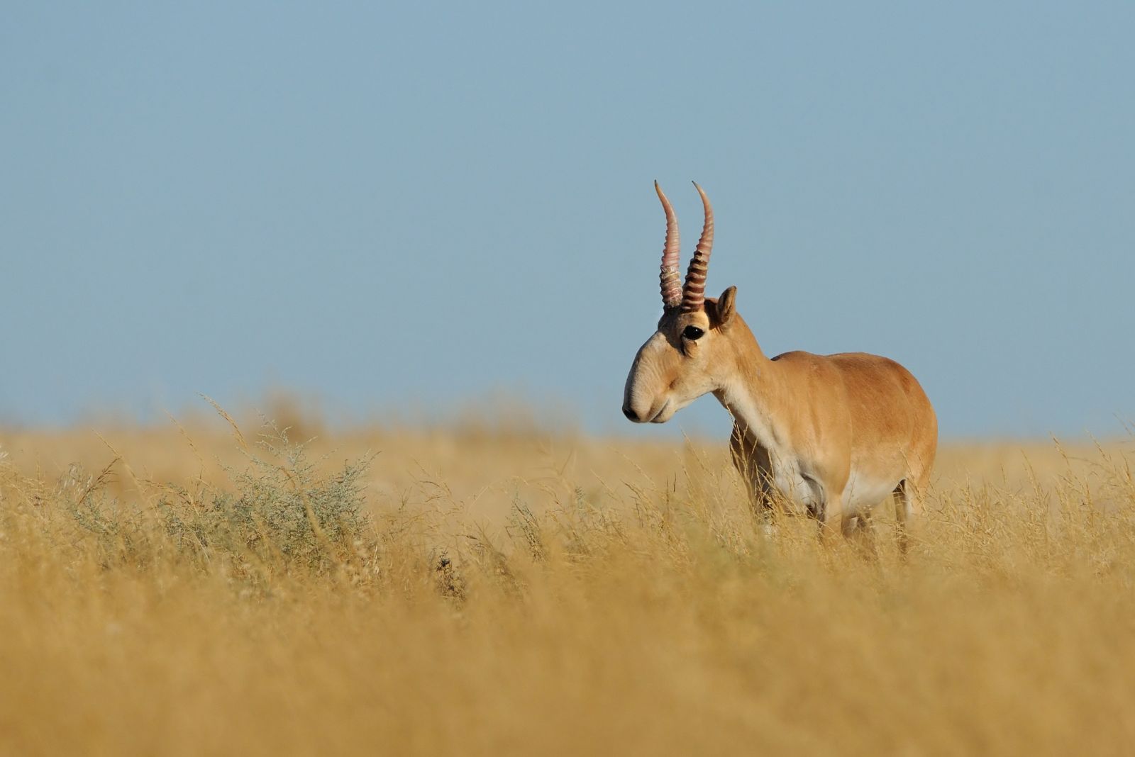 Saiga Antelope