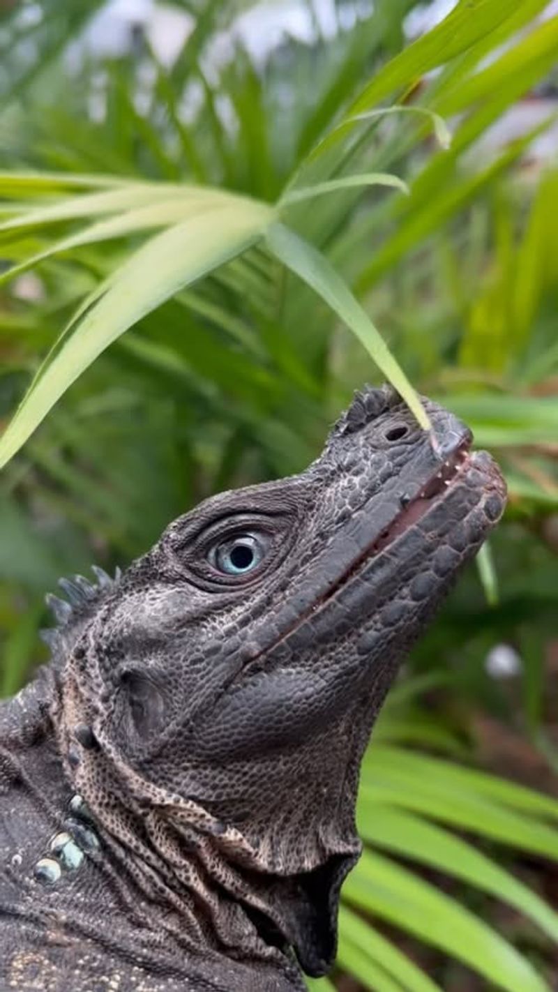 Sailfin Dragon