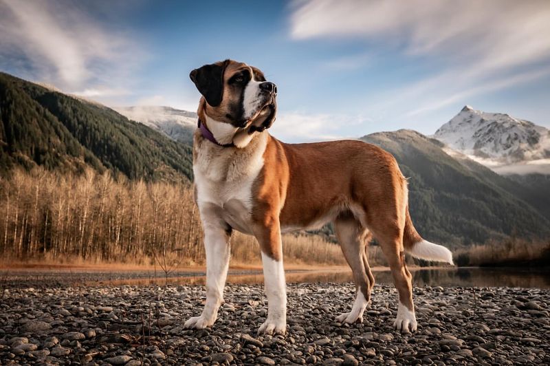 Saint Bernard