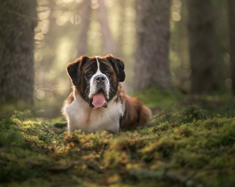 Saint Bernard