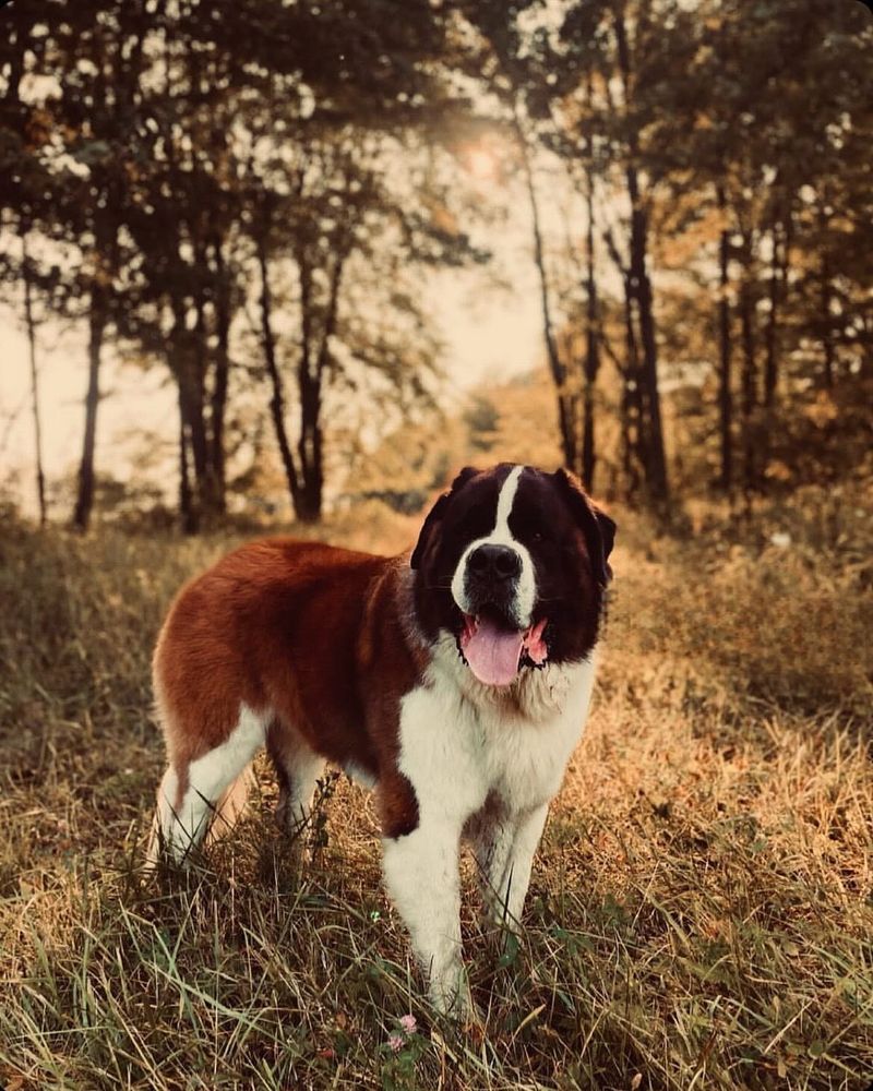 Saint Bernard