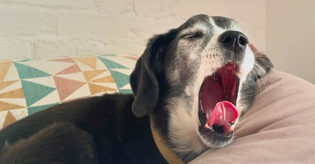 12 Ways Dogs Communicate Without Barking