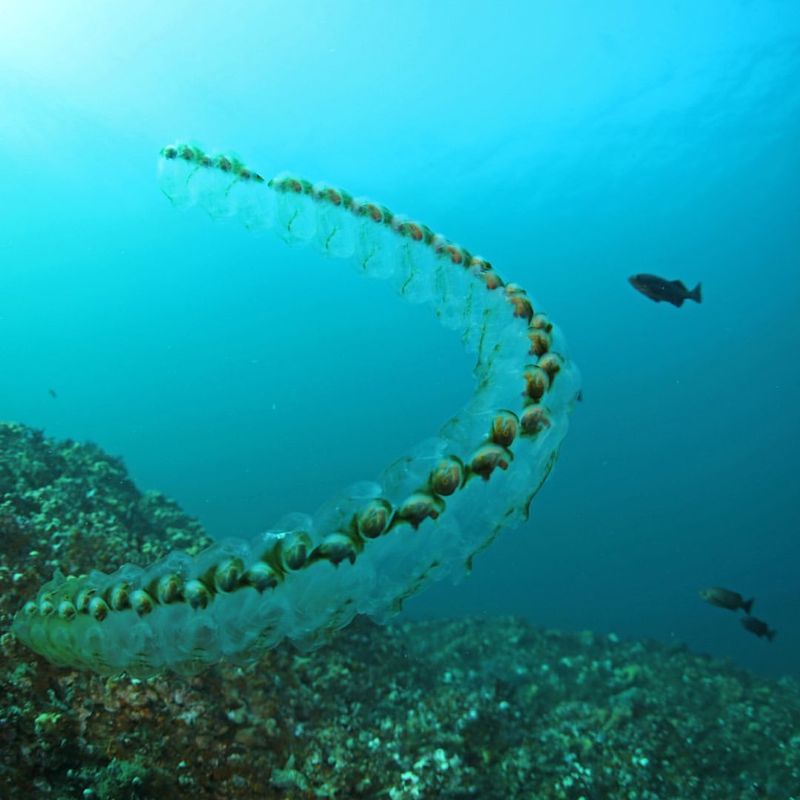 Salp Chain