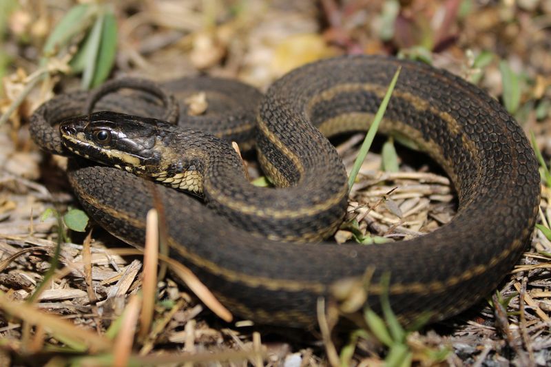 Salt Marsh Snake (Nerodia clarkii)