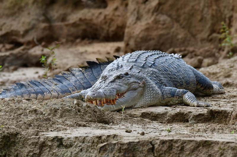 Saltwater Crocodile