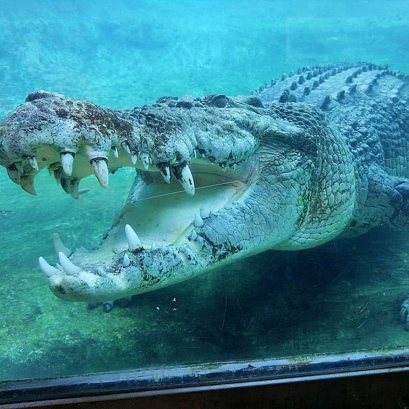 Saltwater Crocodile