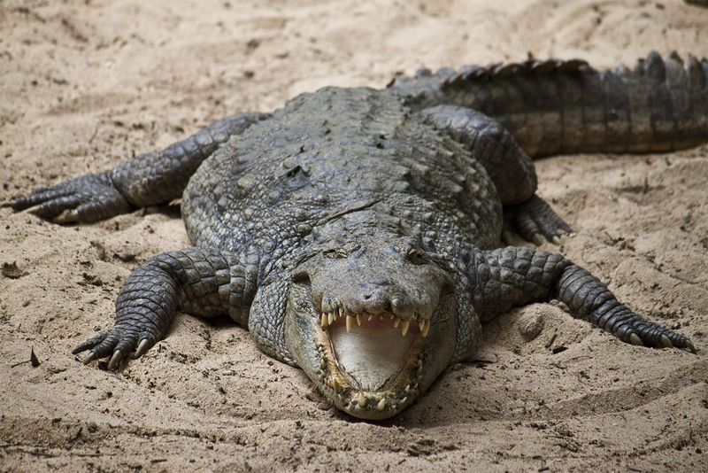 Saltwater Crocodile