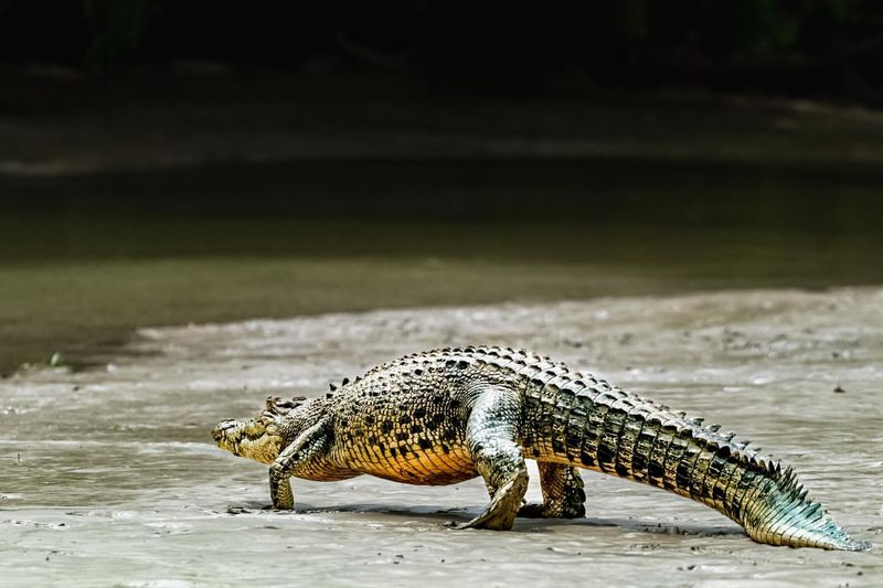 Saltwater Crocodile