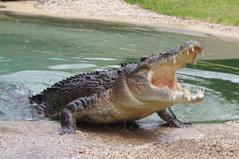 Saltwater Crocodile