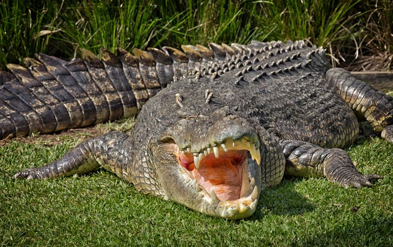 Saltwater Crocodile