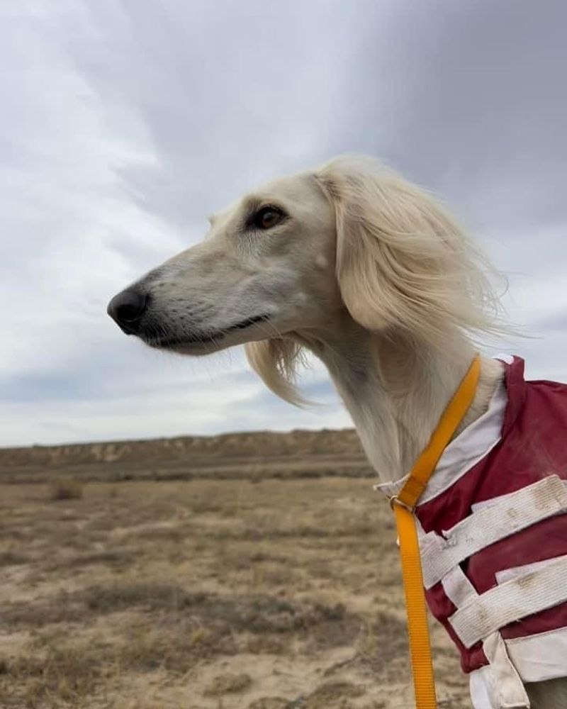 Saluki