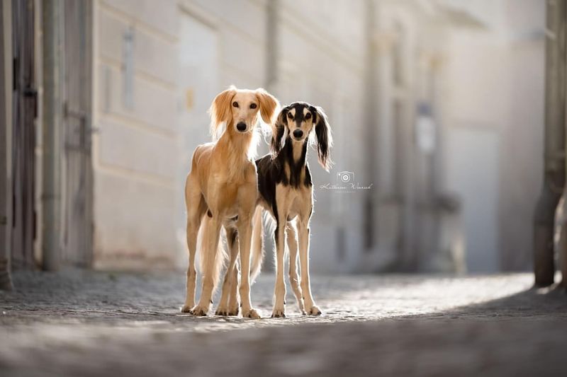 Saluki