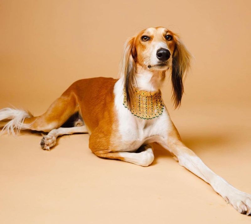 Saluki