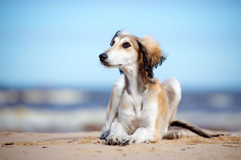 Saluki