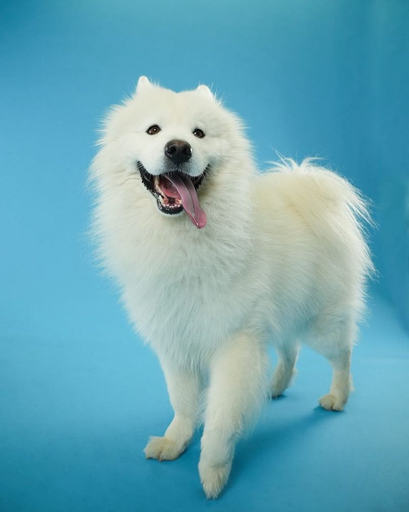 Samoyed