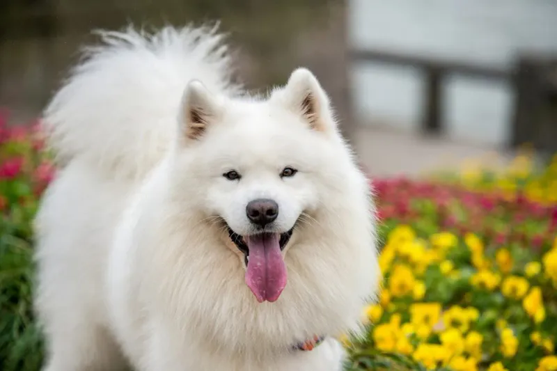 Samoyed