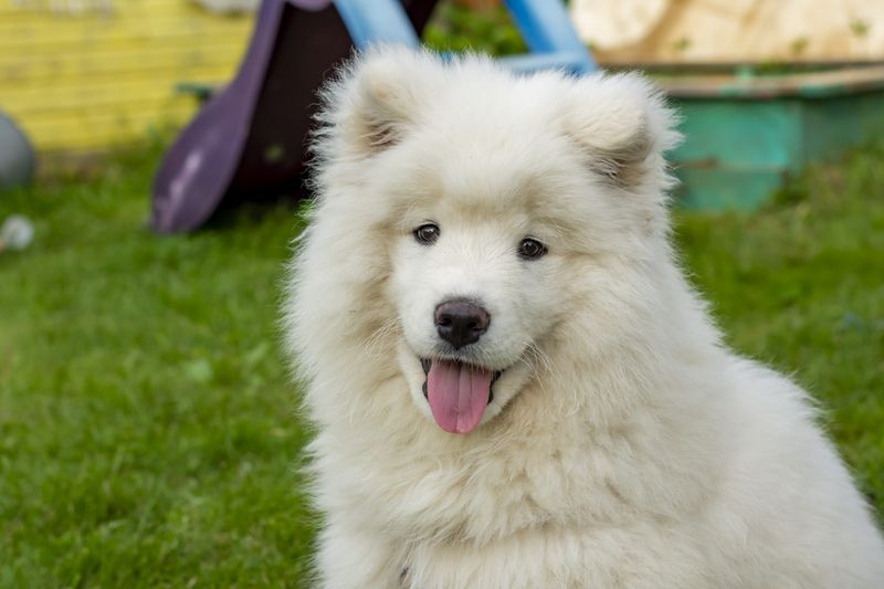 Samoyed