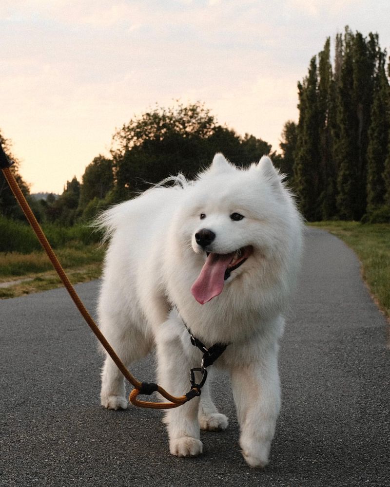 Samoyed