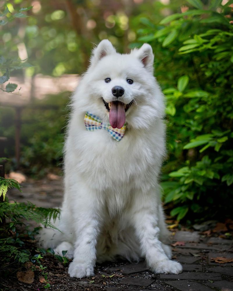 Samoyed