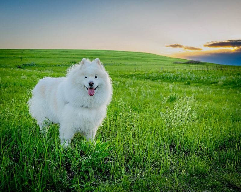 Samoyed