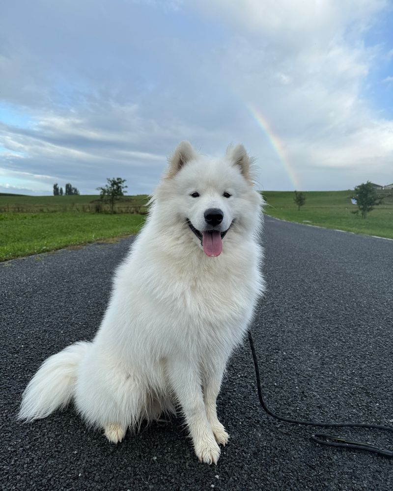 Samoyed