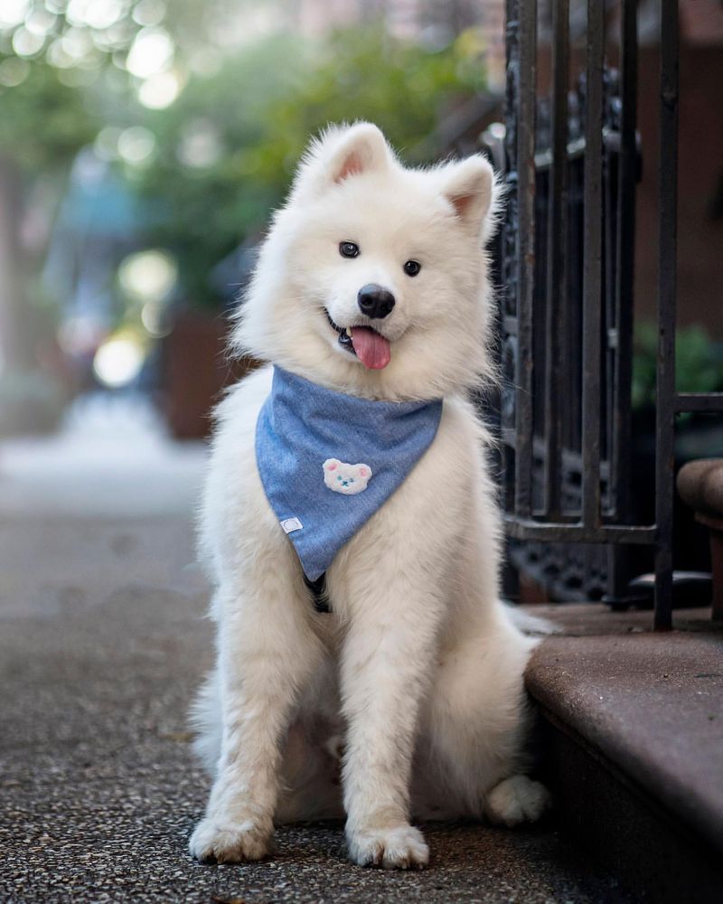 Samoyed