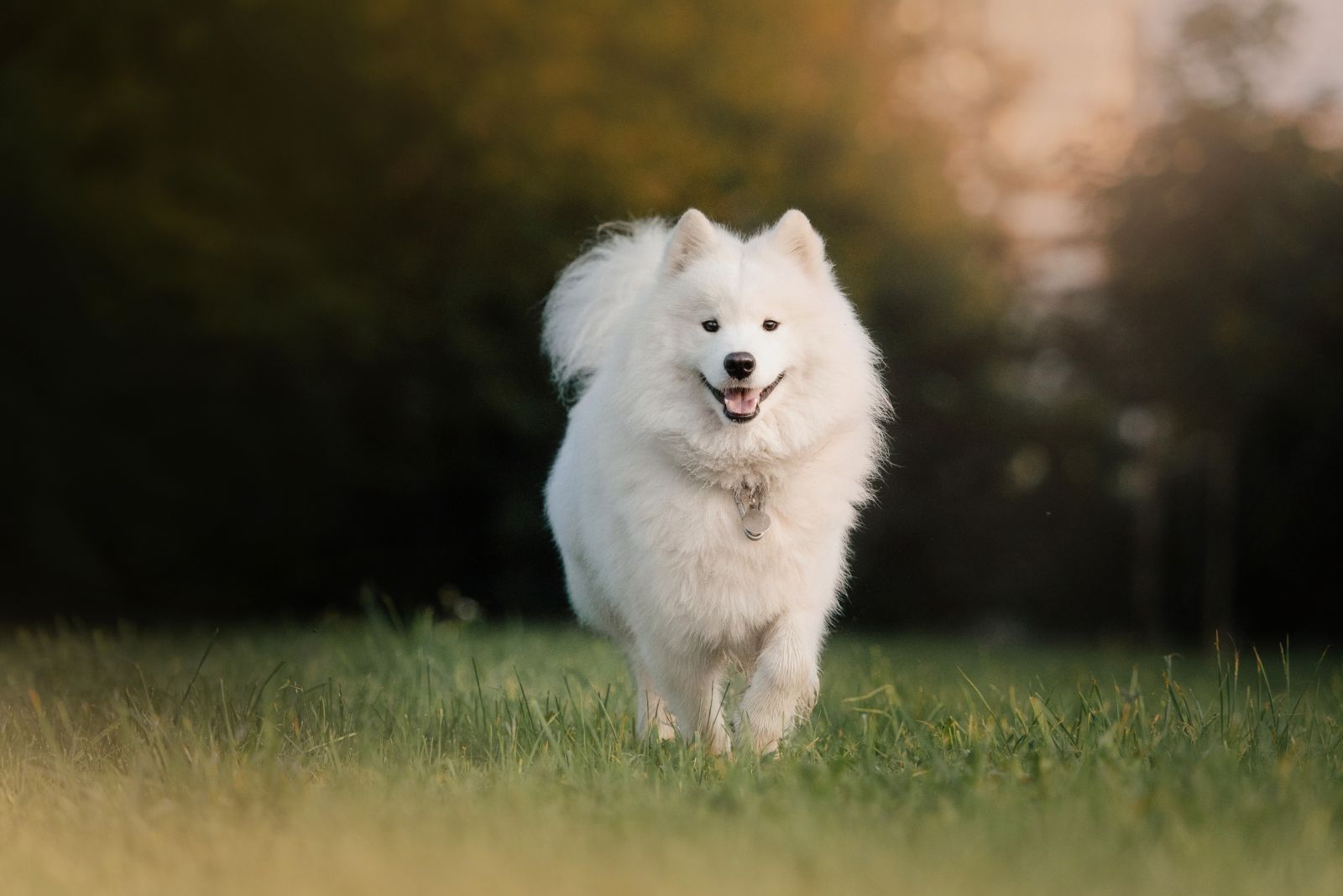 Samoyed