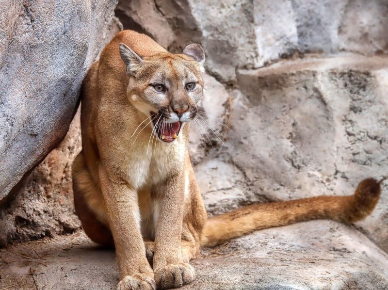 San Diego Zoo, USA