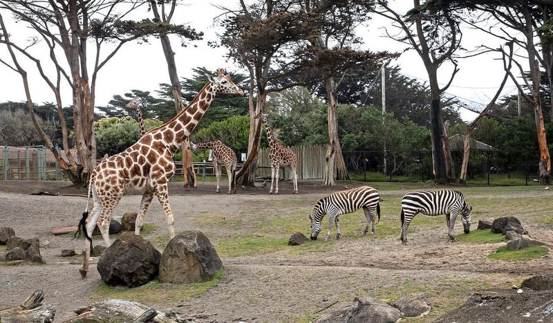 San Francisco Zoo, California