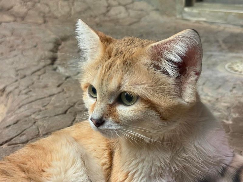 Sand Cat