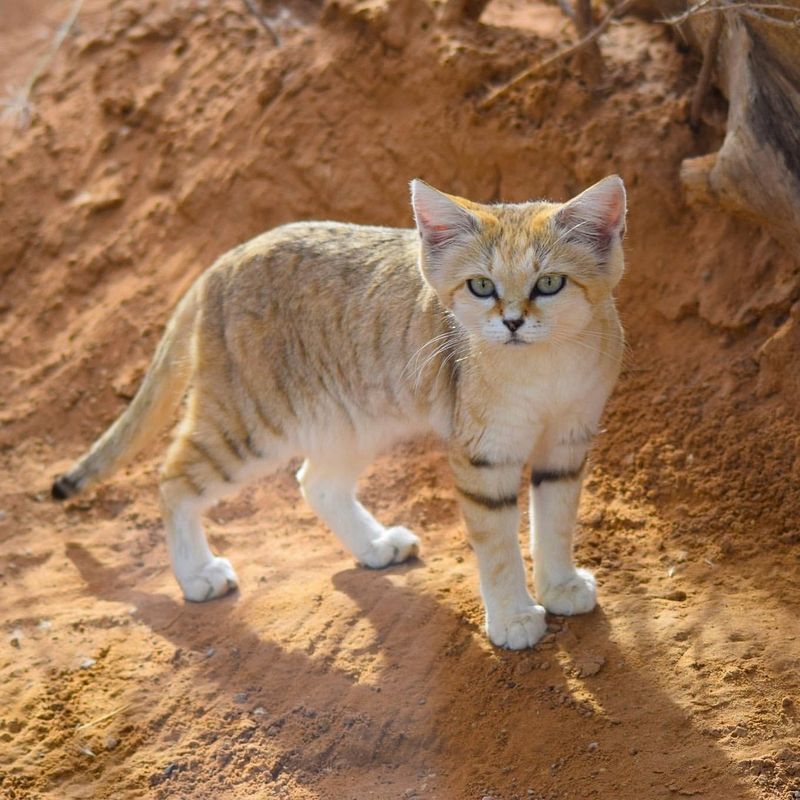 Sand Cat (Felis margarita)