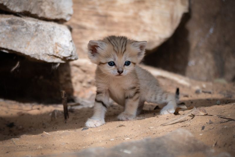 Sand Cat