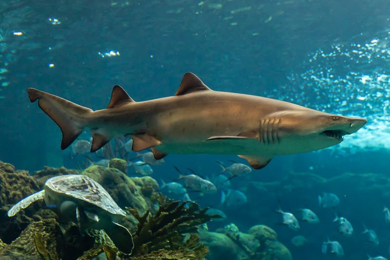 Sand Tiger Shark