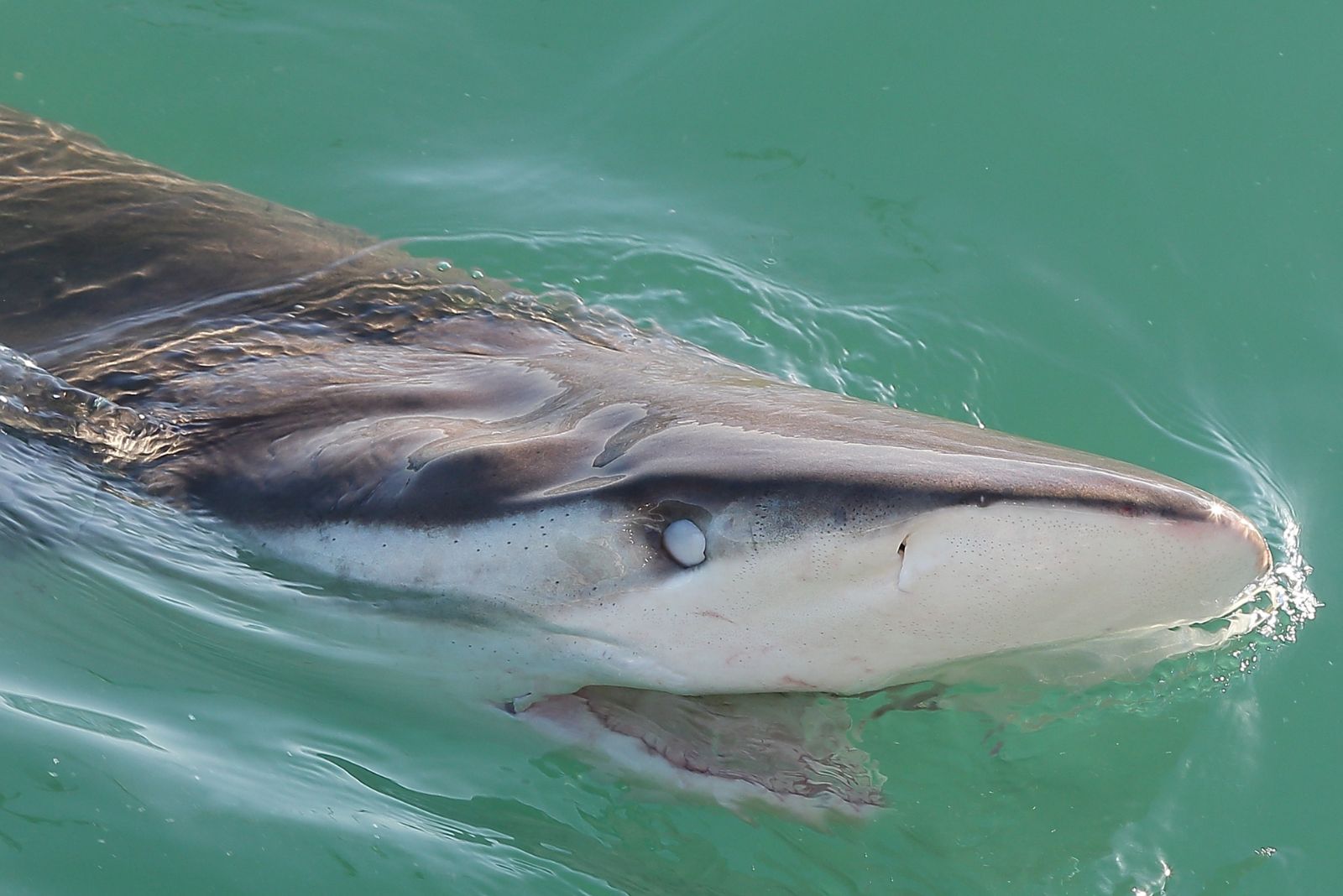 Sand Tiger Shark