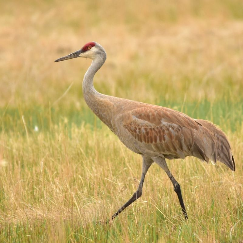 Sandhill Crane