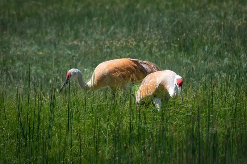 Sandhill Crane