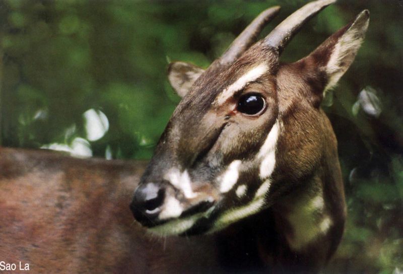 Saola